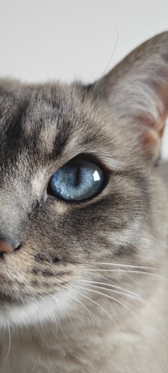 Close-up de um gato cinza com olhos azuis